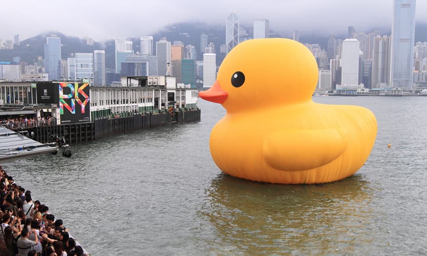duck