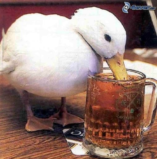 duck